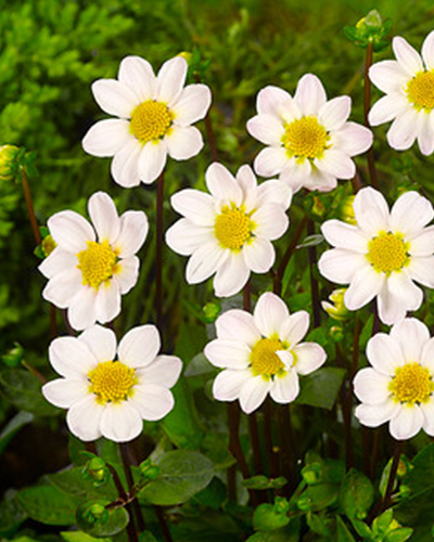 DAHLIA TOPMIX WHITE 10 kusov